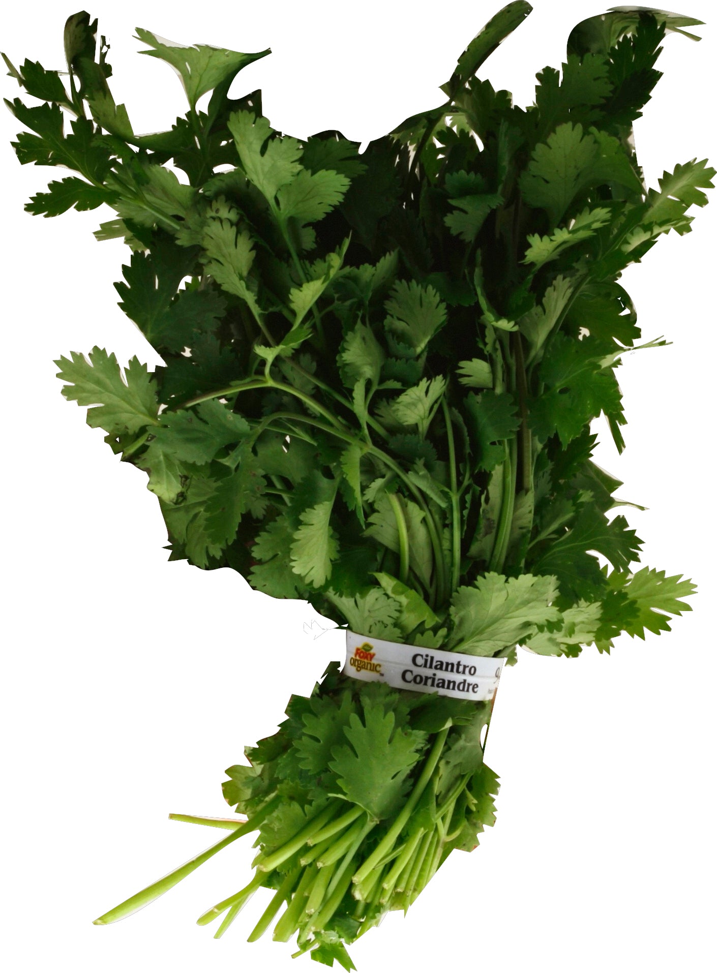Organic Cilantro